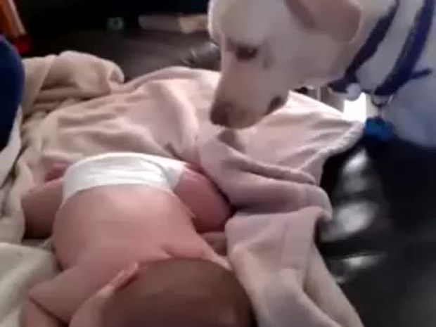 Η στιγμή που το λαμπραντόρ σκεπάζει αυτό το μωράκι είναι ό,τι πιο τρυφερό θα δείτε σήμερα! (video)