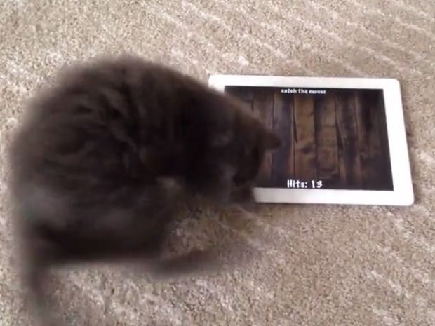 Καταπληκτικό! Το γατάκι που λατρεύει τα παιχνίδια στο τάμπλετ και μας ξετρελαίνει! (video)