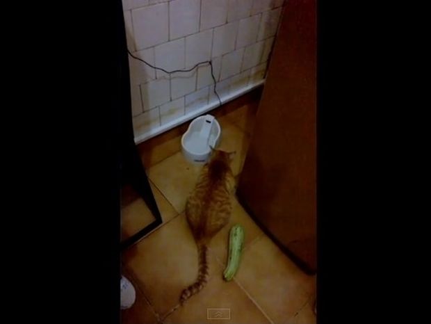 Δεν φαντάζεστε τι τρόμαξε αυτή τη γάτα - Δείτε την απίστευτη αντίδρασή της (video)