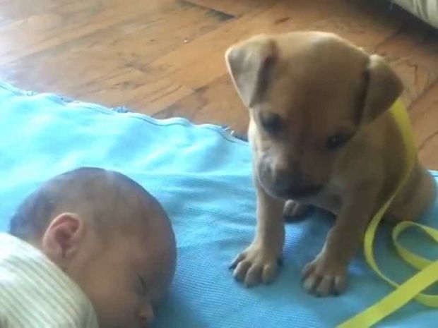 Δείτε την προσπάθεια της σκυλίτσας να παραμείνει ξύπνια για να προστατέψει αυτό το μωράκι! (video)