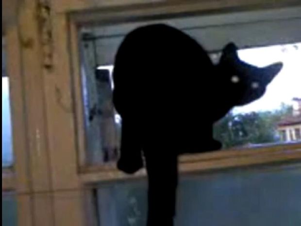Δείτε το απίστευτο… γάβγισμα αυτής της γάτας που γίνεται νιαούρισμα όταν κάποιος τη βλέπει! (video)
