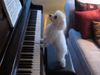 Ρεσιτάλ πιάνου από τον πιο απίστευτο πιανίστα! (video) 