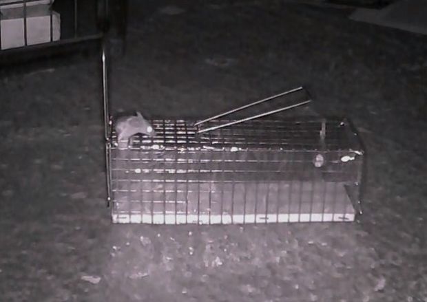 Mouse Impossible! Το super ποντίκι που ξεφεύγει από τις παραδοσιακές φάκες (video)