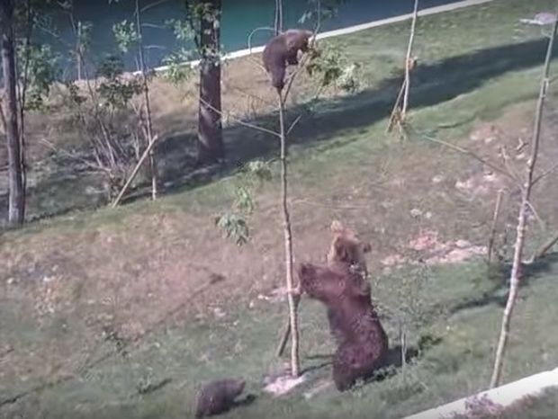 Δείτε τι κάνει μια μαμά αρκούδα για να σώσει το αρκουδάκι της που έχει εγκλωβιστεί (video)  