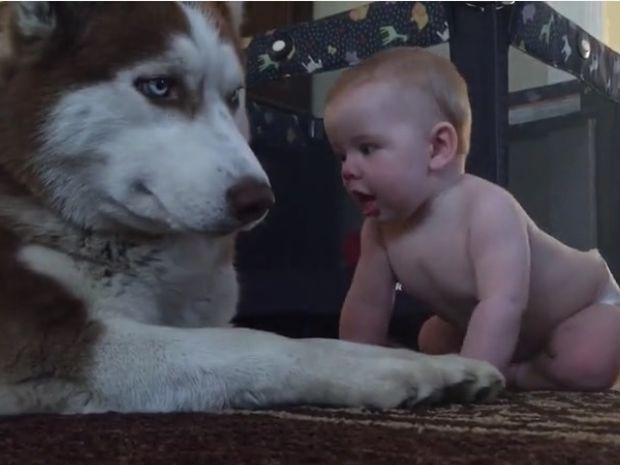 Το μωράκι προσπαθεί να χαϊδέψει αυτόν το σκύλο! Δε φαντάζεστε την αντίδρασή του! (video)
