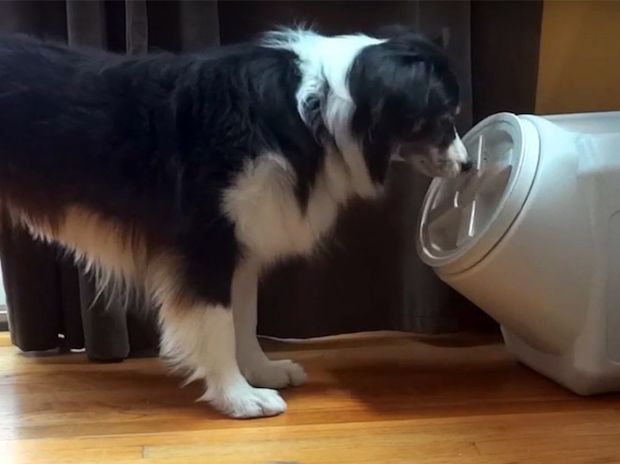Ο ιδιοκτήτης ασφάλισε την τροφή του σκύλου του, αλλά δε φαντάζεστε τι συνέβη μετά! (video)