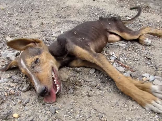 Απίστευτο! Το σκυλάκι το θεωρούσαν νεκρό μέχρι που το βρήκε ο φύλακας άγγελός του! (photos+video)
