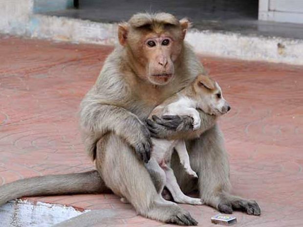 Απίστευτο! Αυτή η μαϊμού υιοθετεί και φροντίζει ένα αδέσποτο σκυλάκι! (photos)
