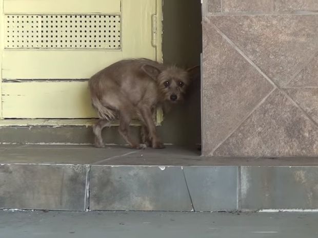 Η εγκαταλελειμμένη σκυλίτσα υπέφερε πολλά. Δείτε τη συγκινητική προσπάθεια διάσωσης της! (video)