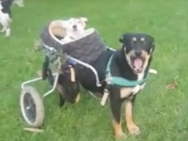 Συγκινητικό! Αυτό το σκυλάκι βγάζει βόλτα την τυφλή και κωφή φίλη του! (video)