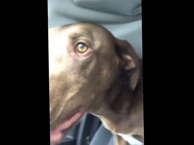 Ο σκυλάκος δεν μπορεί να κρύψει τη χαρά του για τη βόλτα στο πάρκο και μας ξετρελαίνει! (video)