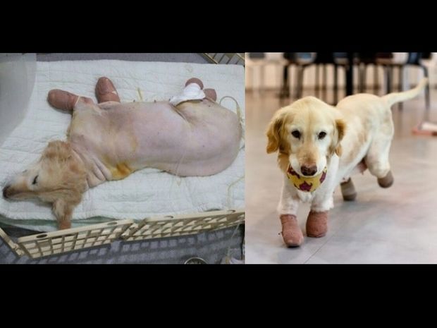 Το σκυλάκι που έχασε τα άκρα του από κακοποίηση, είχε δεύτερη ευκαιρία στη ζωή και υιοθετήθηκε!