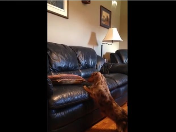 Δε φτάνει να ανέβει στον καναπέ, αλλά ο πολυμήχανος σκυλάκος θα βρει τη λύση! (video)