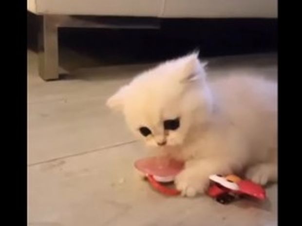 Ξεκαρδιστικό! Αυτό το γλυκό γατάκι δε θέλει με τίποτα να αποχωριστεί την πιπίλα! (video)