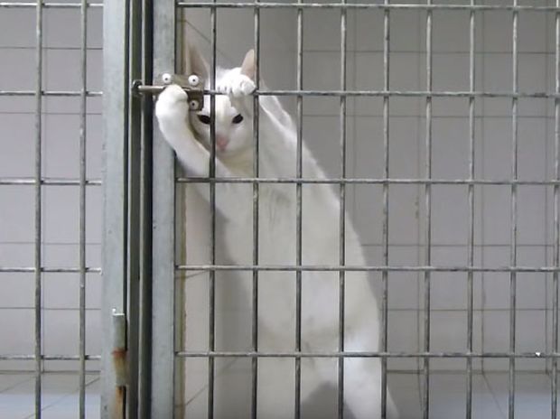 Η απόδραση αυτής της γάτας από το κλουβί θα σας αφήσει άφωνους! (video)