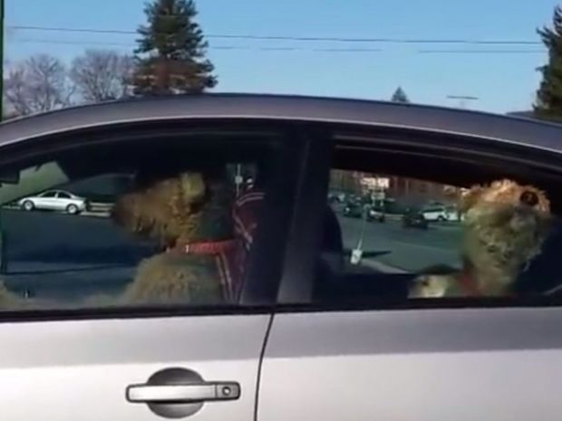 Άφησε για λίγο μόνα τα σκυλιά στο αμάξι! Δεν πίστευε αυτό που είδε όταν επέστρεψε! (video)