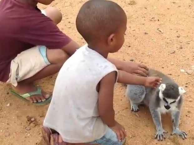 Ξεκαρδιστικό! Δείτε τον λεμούριους που «απαιτεί» να τον ξύσουν λίγο στην πλάτη! (video)