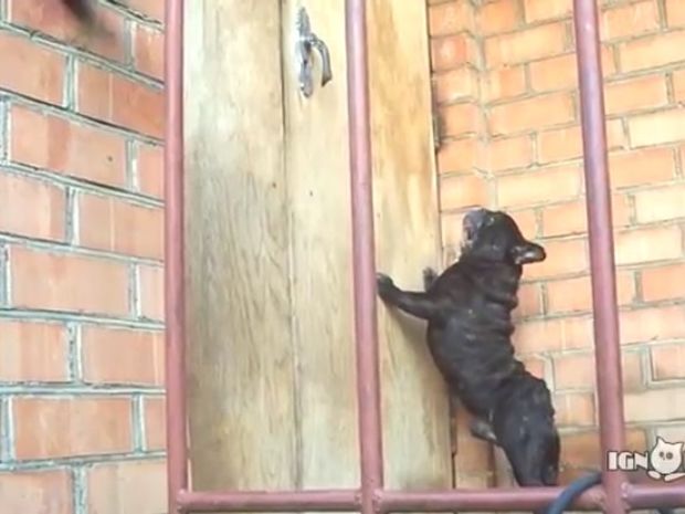 Ο σκυλάκος κλείστηκε απ’ έξω και θα κάνει τα πάντα για να του ανοίξουν! (video)