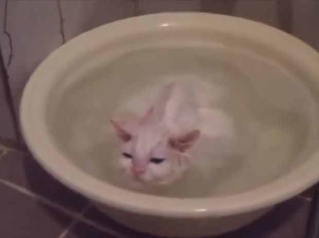 Δε θα πιστεύετε στα μάτια σας! Η γάτα δε θέλει να τη βγάλουν από το μπάνιο της! (video)