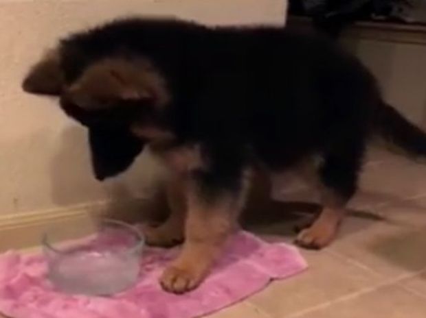 Το μπερδεμένο κουτάβι προσπαθεί να… φάει το νερό και τα κάνει μούσκεμα! (video)
