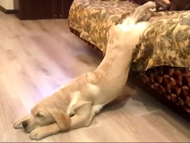 Αυτός ο σκυλάκος είναι σίγουρα o πιο τεμπέλης όλων των εποχών! (video)