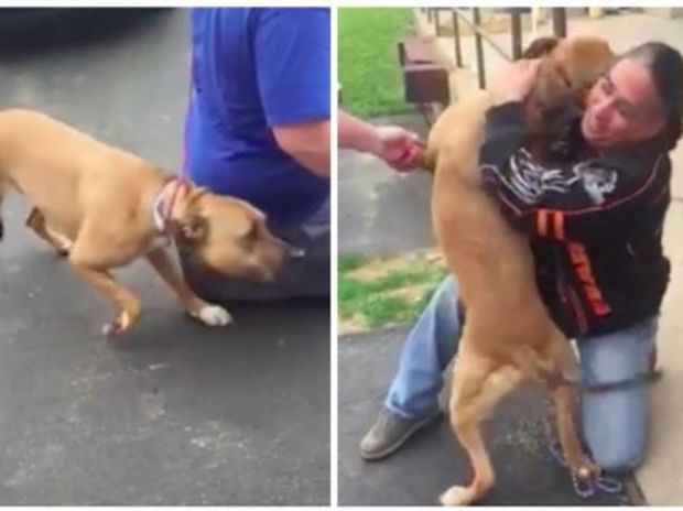Ο σκύλος που είχε κλαπεί αναγνώρισε τον ιδιοκτήτη του μετά από 2 χρόνια! Δείτε τη συνάντησή τους!
