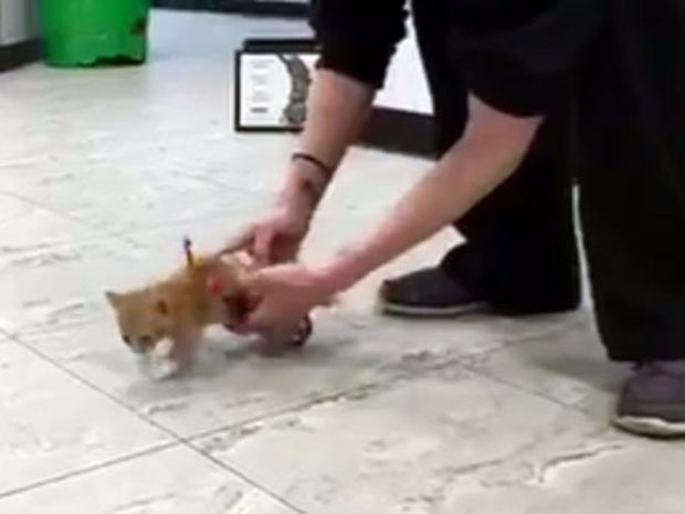 Συγκινητικό! Δείτε το παράλυτο γατάκι που συνειδητοποιεί ότι μπορεί να τρέξει ξανά! (video)
