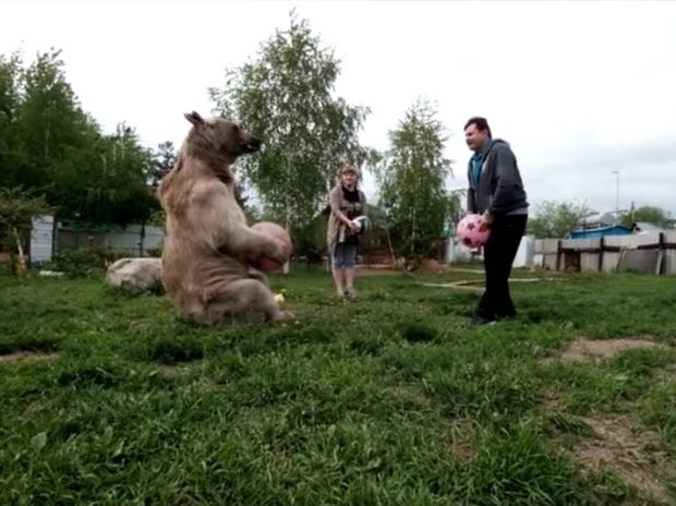 Απίστευτο! Η οικογένεια συγκατοικεί με μια αρκούδα για 23 χρόνια! (video)