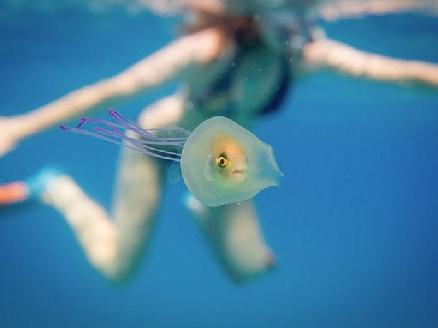 Απίστευτο! Ένα ψάρι εγκλωβίστηκε ζωντανό μέσα σε μέδουσα! (photos)