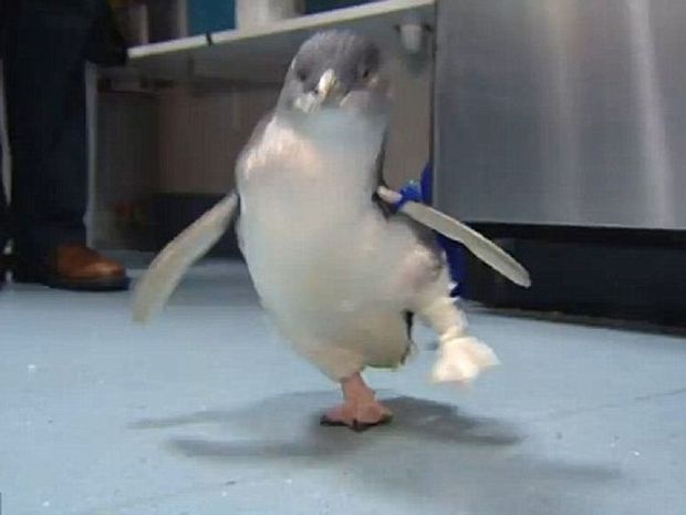 Ακρωτηριασμένος πιγκουίνος περπατάει ξανά με το νέο του προσθετικό μέλος! (video)