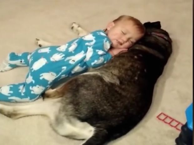 Ο νυσταγμένος μικρούλης και ο σκύλος - μαξιλάρι! (video)