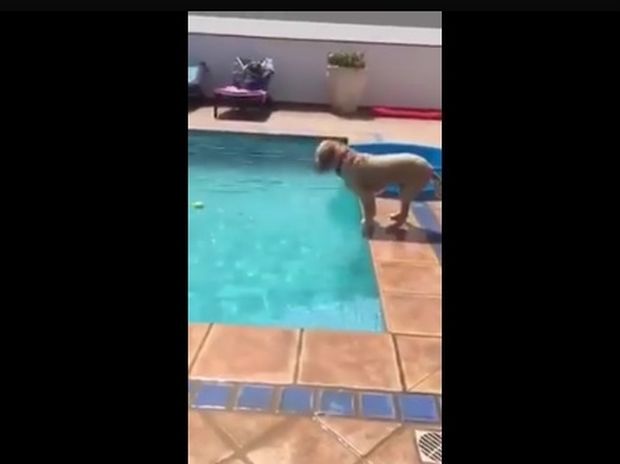 Απίστευτο! Δείτε τι σκαρφίστηκε ο σκυλάκος για να πιάσει το μπαλάκι! (video)