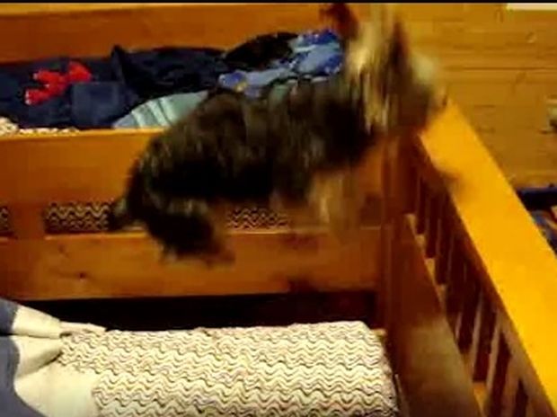 Ξεκαρδιστικό! Ο σκυλάκος που τρελαίνεται να χοροπηδάει πάνω στο κρεβάτι! (video)