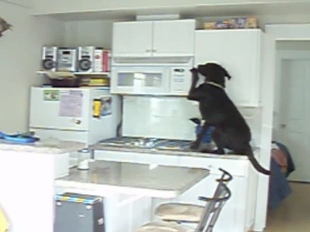 Ο σκυλάκος κάνει τα πάντα για να ξετρυπώσει τις κρυμμένες λιχουδιές! (video)