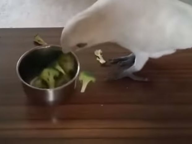 Ο παπαγάλος μισεί το μπρόκολο και το δείχνει με τον πιο ξεκαρδιστικό τρόπο! (video)