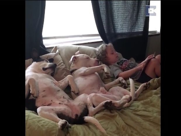 Ο μπόμπιρας διαβάζει παραμύθια στα σκυλιά του για να τα πάρει ο ύπνος! (video)