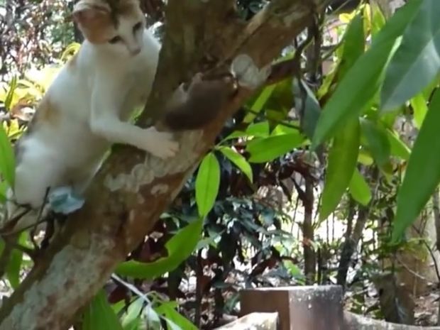 Καταδίωξη ενός ποντικού από δύο γάτες! Θα καταφέρει να τους ξεφύγει; (video)