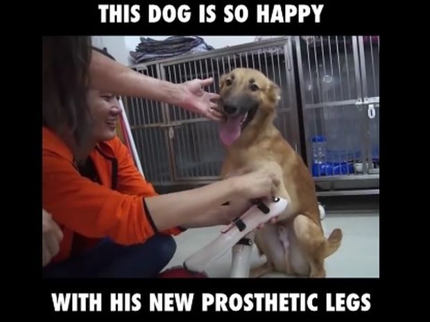 Ο σκυλάκος νιώθει ευτυχισμένος με τα νέα του προσθετικά μέλη! (video)