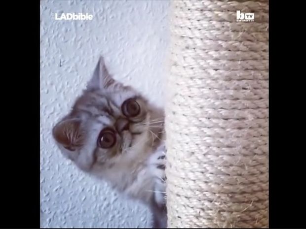 Ο γάτος με τα μεγαλύτερα μάτια στον κόσμο! (video)