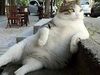 Πέθανε ο... αραχτός γάτος-σύμβολο της Κωνσταντινούπολης και πρωταγωνιστής δεκάδων memes (pics)