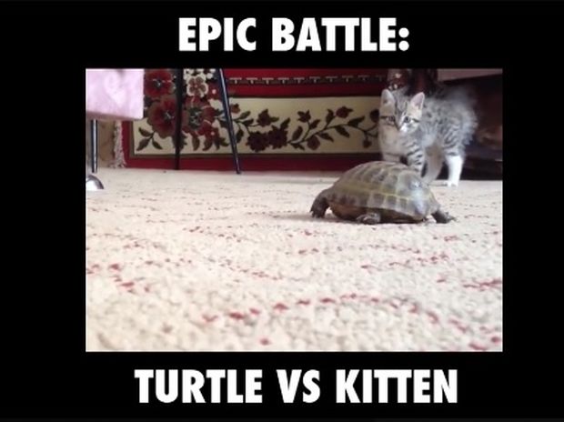 Επική μάχη: Γατάκι εναντίον χελώνας (video)