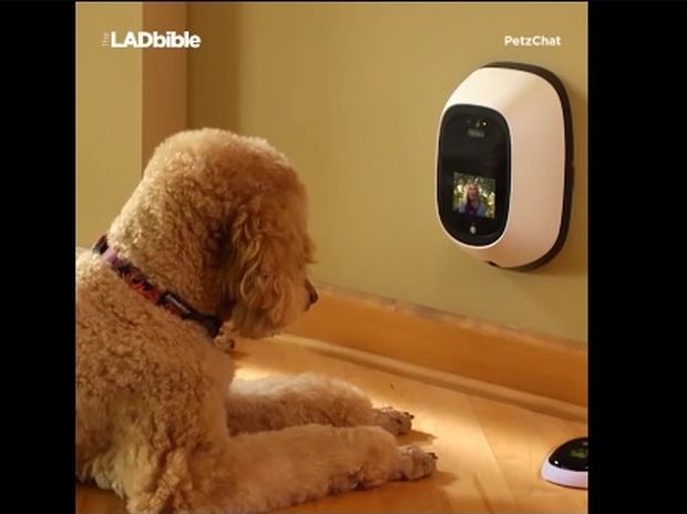 Ο σκύλος σας μπορεί πλέον να κάνει βιντεοκλήση! (video)