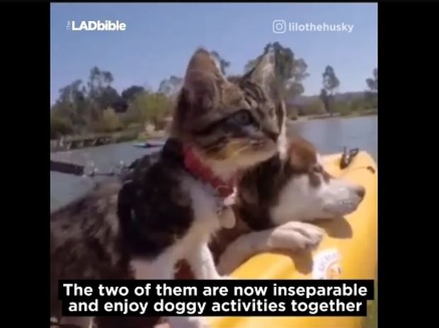 Δείτε τη γάτα που πιστεύει ότι είναι σκύλος! (video)