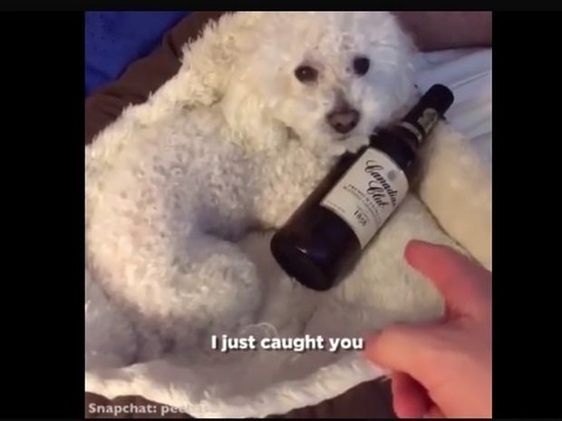 Ξεκαρδιστικό! Η σκυλίτσα έχει σοβαρό πρόβλημα αλκοολισμού! (video)