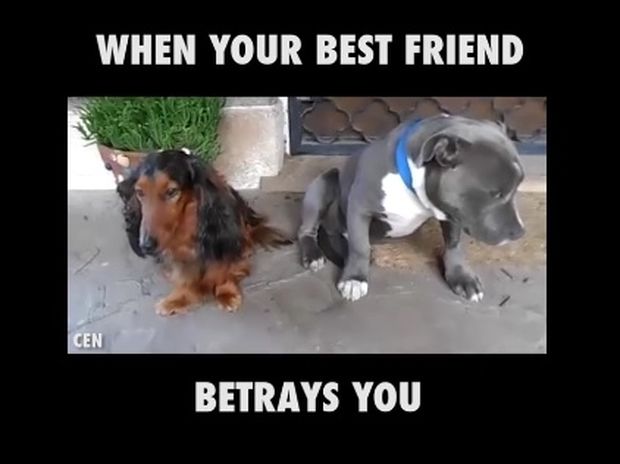 Όταν σε προδίδει ο καλύτερός σου φίλος! (video)