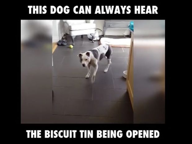 Ο λιχούδης σκυλάκος ακούει πάντα το κουτί με τα μπισκότα! (video)