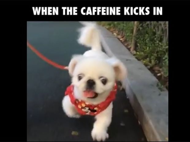Όταν έχεις καταναλώσει πάρα πολύ καφεΐνη! (video)