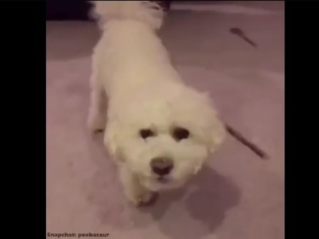 Η σκυλίτσα δεν αφήνει απροστάτευτα τα υπάρχοντά της! (video)