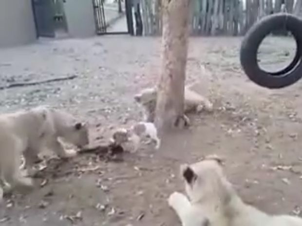 Ξεκαρδιστικό! Το κουτάβι προστατεύει το φαγητό του από τρία λιοντάρια! (video)