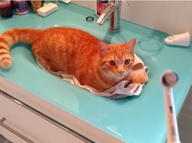 Ξεκαρδιστικό! Η γάτα λατρεύει το μασάζ με την ηλεκτρική οδοντόβουρτσα! (video)